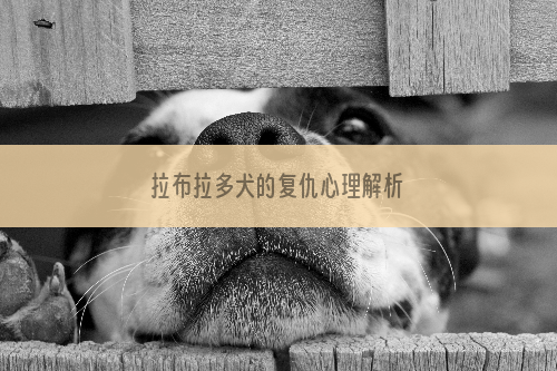 拉布拉多犬的复仇心理解析