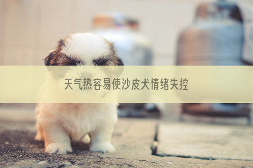 天气热容易使沙皮犬情绪失控