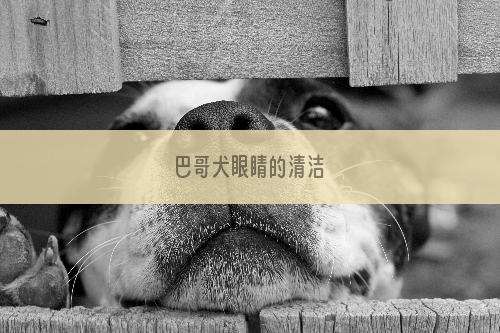 巴哥犬眼睛的清洁