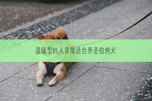温顺型的人非常适合养圣伯纳犬
