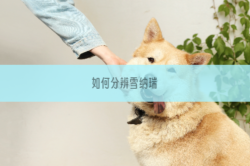 如何分辨雪纳瑞
