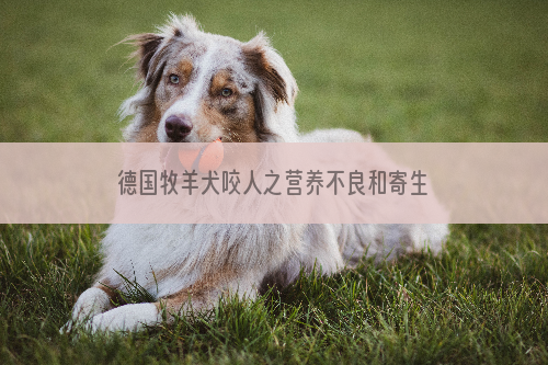 德国牧羊犬咬人之营养不良和寄生虫导致乱咬