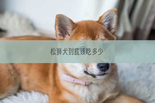 松狮犬到底该吃多少