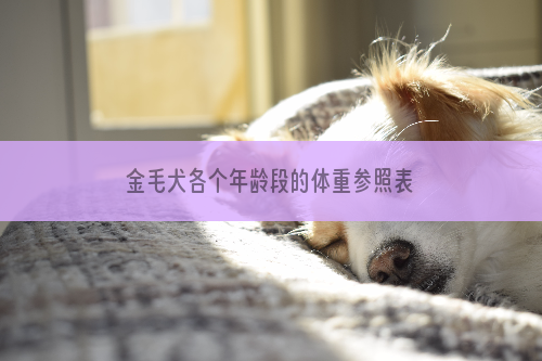 金毛犬各个年龄段的体重参照表