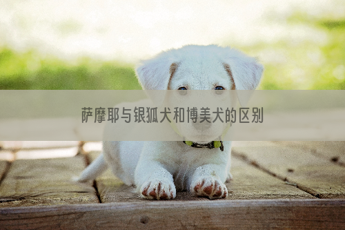 萨摩耶与银狐犬和博美犬的区别