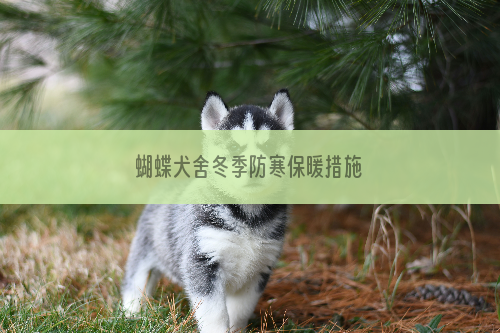 蝴蝶犬舍冬季防寒保暖措施