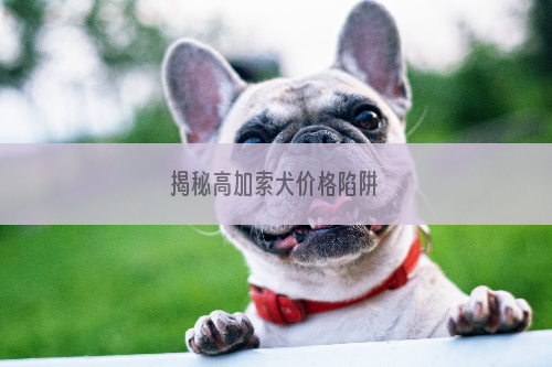 揭秘高加索犬价格陷阱