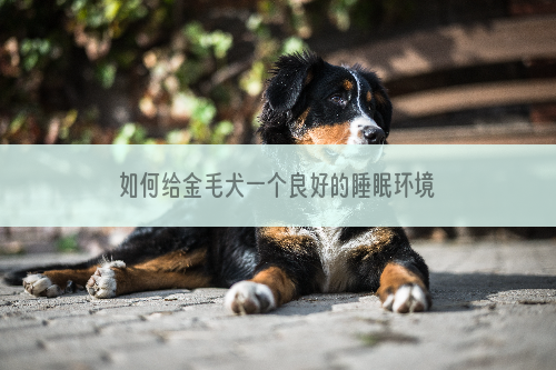 如何给金毛犬一个良好的睡眠环境