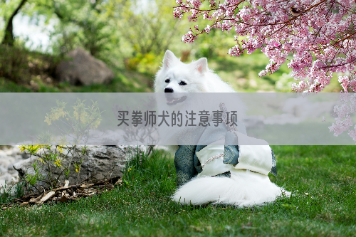 买拳师犬的注意事项