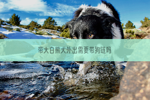 带大白熊犬外出需要带狗链吗