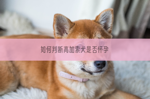 如何判断高加索犬是否怀孕