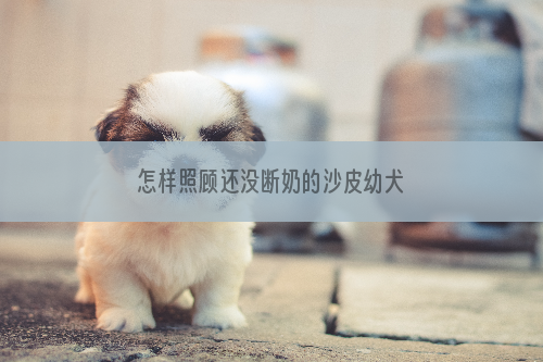 怎样照顾还没断奶的沙皮幼犬