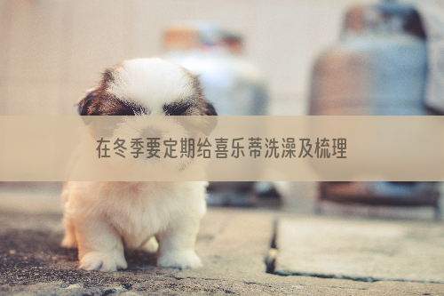 在冬季要定期给喜乐蒂洗澡及梳理毛发