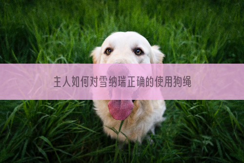 主人如何对雪纳瑞正确的使用狗绳