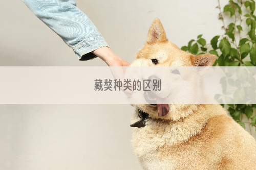 藏獒种类的区别