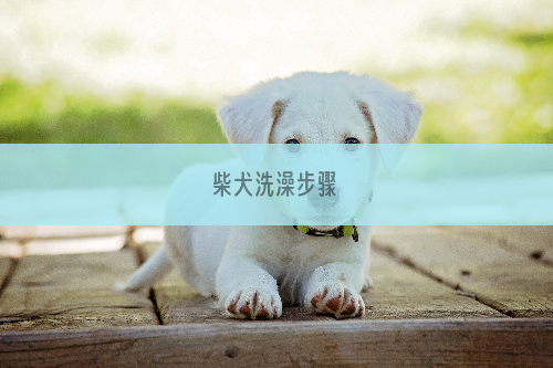 柴犬洗澡步骤