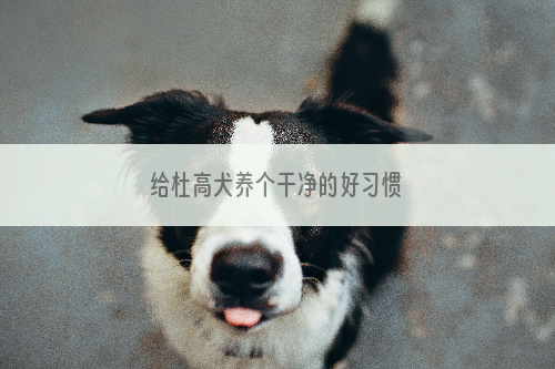 给杜高犬养个干净的好习惯