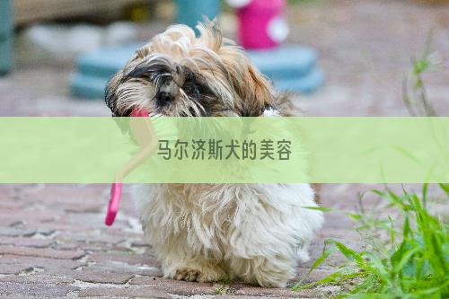 马尔济斯犬的美容