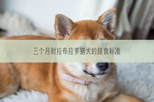 三个月时拉布拉多猎犬的膳食标准