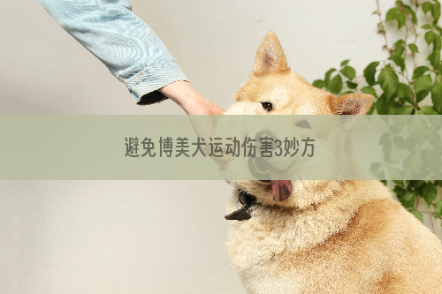 避免博美犬运动伤害3妙方