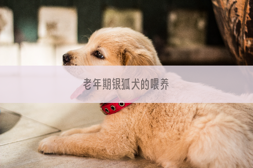 老年期银狐犬的喂养