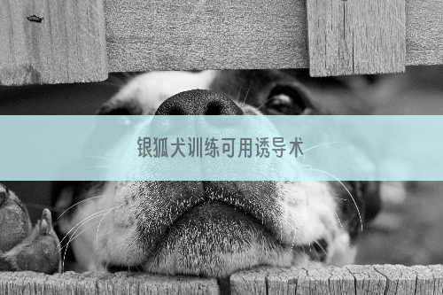 银狐犬训练可用诱导术