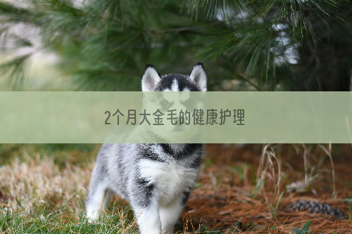 2个月大金毛的健康护理