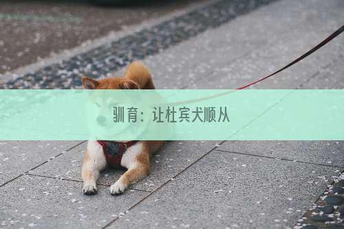 驯育：让杜宾犬顺从