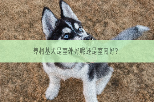 养柯基犬是室外好呢还是室内好？