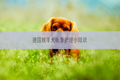 德国牧羊犬秋季护理小知识