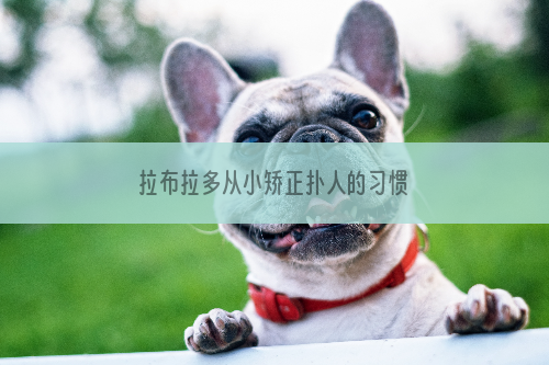 拉布拉多从小矫正扑人的习惯