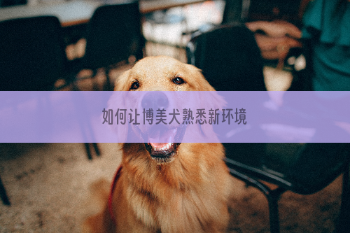如何让博美犬熟悉新环境