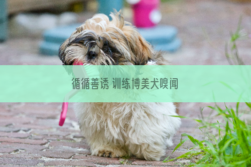 循循善诱 训练博美犬嗅闻