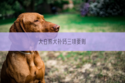 大白熊犬补钙三项要则