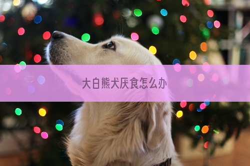 大白熊犬厌食怎么办