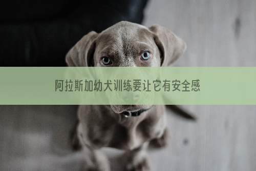 阿拉斯加幼犬训练要让它有安全感