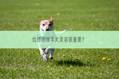 给德国牧羊犬美容很重要？