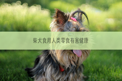 柴犬食用人类零食有害健康