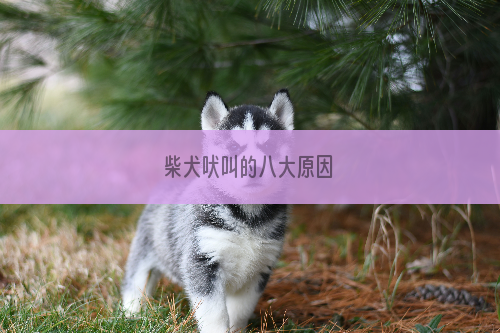 柴犬吠叫的八大原因