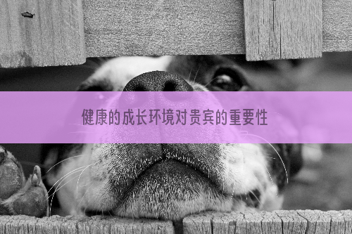 健康的成长环境对贵宾的重要性