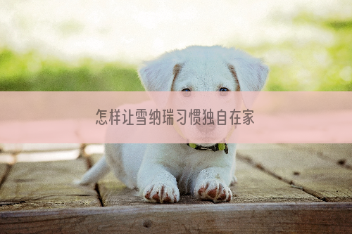 怎样让雪纳瑞习惯独自在家