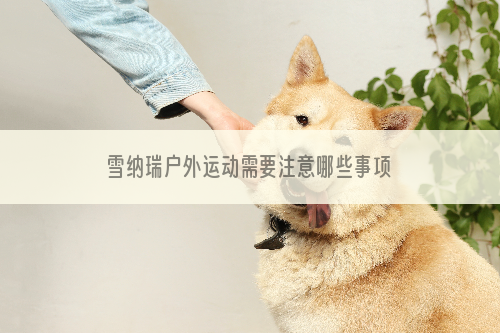 雪纳瑞户外运动需要注意哪些事项