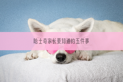 哈士奇家长要知道的五件事