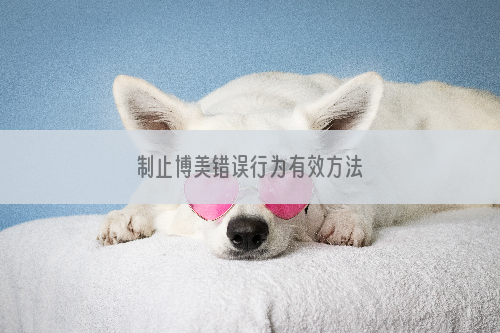 制止博美错误行为有效方法