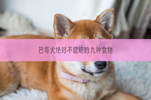 巴哥犬绝对不能吃的九种食物