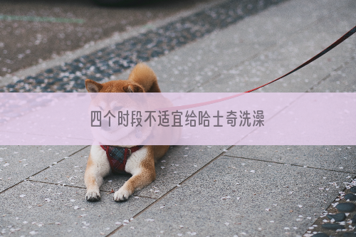 四个时段不适宜给哈士奇洗澡