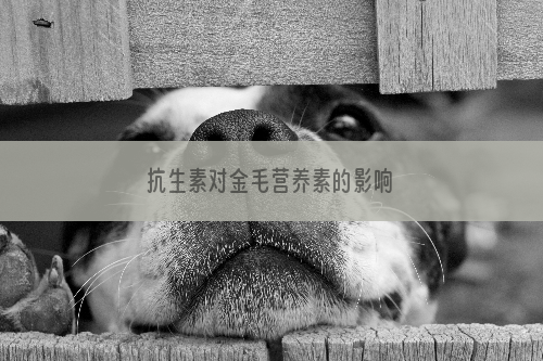 抗生素对金毛营养素的影响