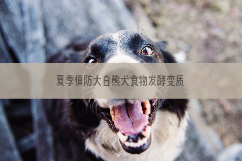 夏季慎防大白熊犬食物发酵变质