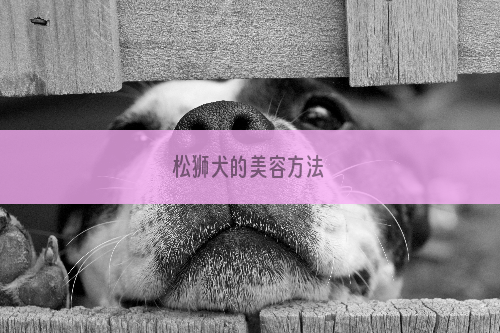 松狮犬的美容方法