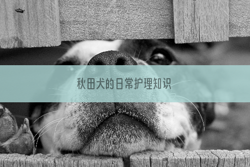 秋田犬的日常护理知识